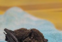 Microbats killed in arson attack