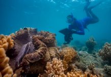 Are Noosa’s reefs healthy?