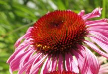 Healing power of plants