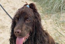 Dog rego not for life