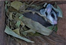 Wildlife love for Landsborough nestboxes