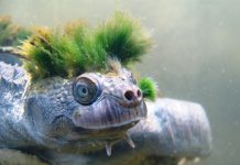 Help the critically endangered bum-breathing turtle