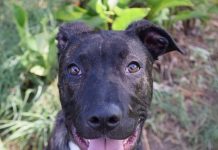 Fred waits 251 days for a new home