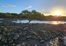 Reef restoration in Great Sandy Strait