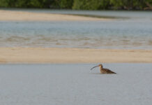 How do we protect our shorebirds?