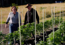 Noosa siblings lead the way in medicinal cannabis production