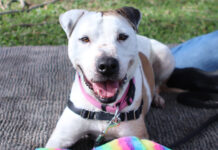 Give to get them home