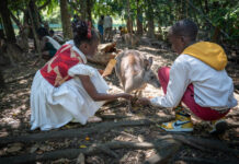 Watoto choir visit Australia Zoo