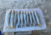 Favourable forecast for fishers