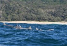 Noosa dolphins in scientists sights