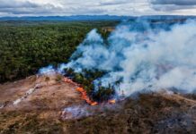 Battle for koala habitat