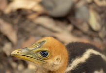 Adorable cassowary chick settling into new home at Australia Zoo