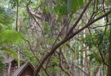 ‘So magical!’: Secret Sunshine Coast treehouse retreat is top Instagram post for 2024
