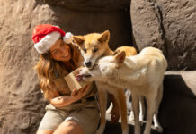 Wildlife enjoy festivities