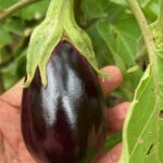 1001ORGANI_450546_08