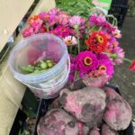 1001ORGANI_450546_13