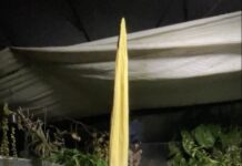 Five years to flower, one night to bloom