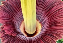 Corpse Plant comes to life