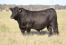 Big year for beef exports