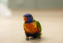 Wildlife Hospital on the frontline of fighting paralysis syndrome