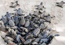 Turtle hatching time at Teewah