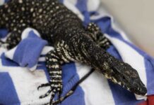 Lace monitor freed from sticky situation