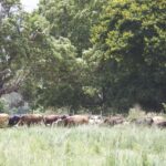 1502FIELD_456919_29