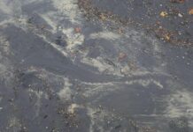 Croc sighted at Inskip