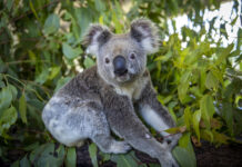 Koala fight for survival
