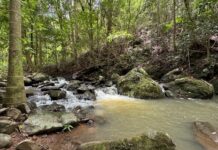 108ha forest link secured in ‘stronghold’ for biodiversity