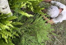 ‘Aggressive pests’: what’s lurking in your yard?