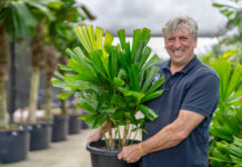 Eumundi plant nursery flourish after floods
