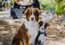 Paws up, Eumundi: Have your say on a local dog park