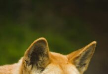 Dingo bites 12 year old