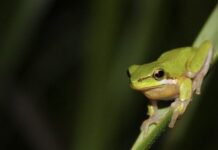 Frog ecology and conservation