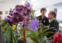 Enjoy a Mother’s Day Orchid Show at Cooroy