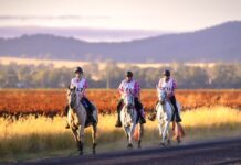 Fields of gold in a sea of pink