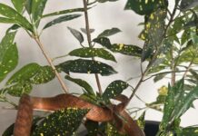 Wet weather forces snakes to retreat into Noosa homes