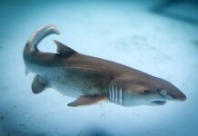 Jaw-dropping moment of marine history