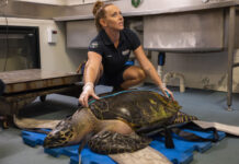 Kids get the chance to become a certified Turtle Rescuer