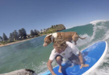 Surf dog Rama’s farewell tour