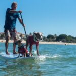 dog_237792_02-1