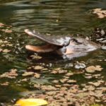 platypus_462540_01-1