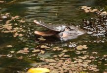 Platypus: magical or mythical