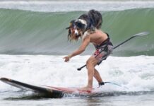 Surfing Dog Championships set to take over First Point