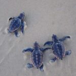 turtles_464433_01
