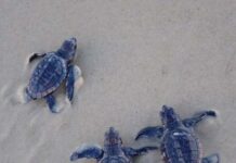 Turtle nests moved as dunes erode