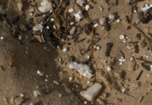 Join the beach clean up