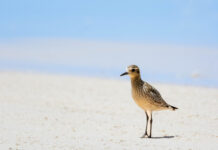 Shorebird conservation