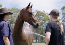 Mental health charity seeks donations to save therapy horse